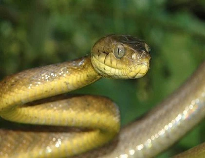 Loài rắn khiến cả nước Mỹ "điên đảo"