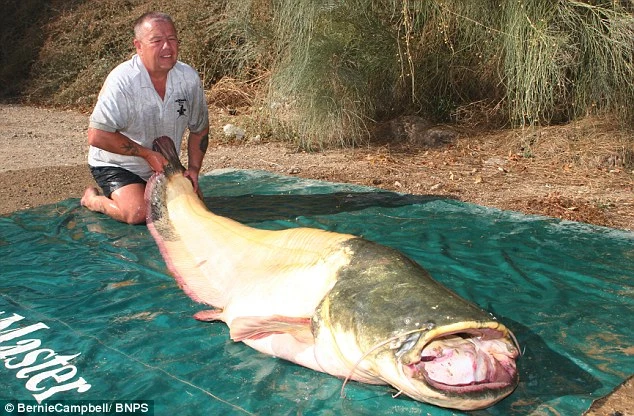 Kỳ thú xem cá trê "bạch tạng" khủng