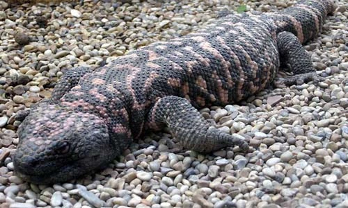 Những động vật hung dữ mang vẻ ngây thơ khó tin (2)