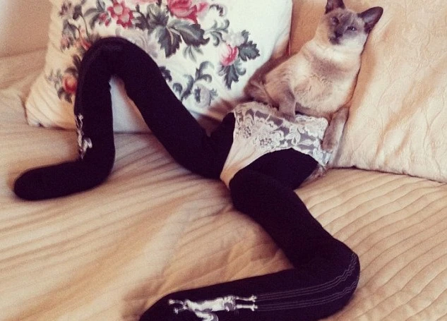 Kinh ngạc xem mèo có đôi chân ... “người mẫu“