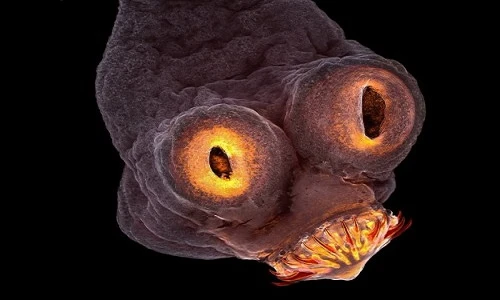 Những tuyệt tác khoa học năm 2017 dưới lăng kính nhiếp ảnh