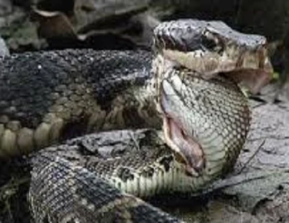 Kinh hoàng xem rắn hỗn chiến (7)