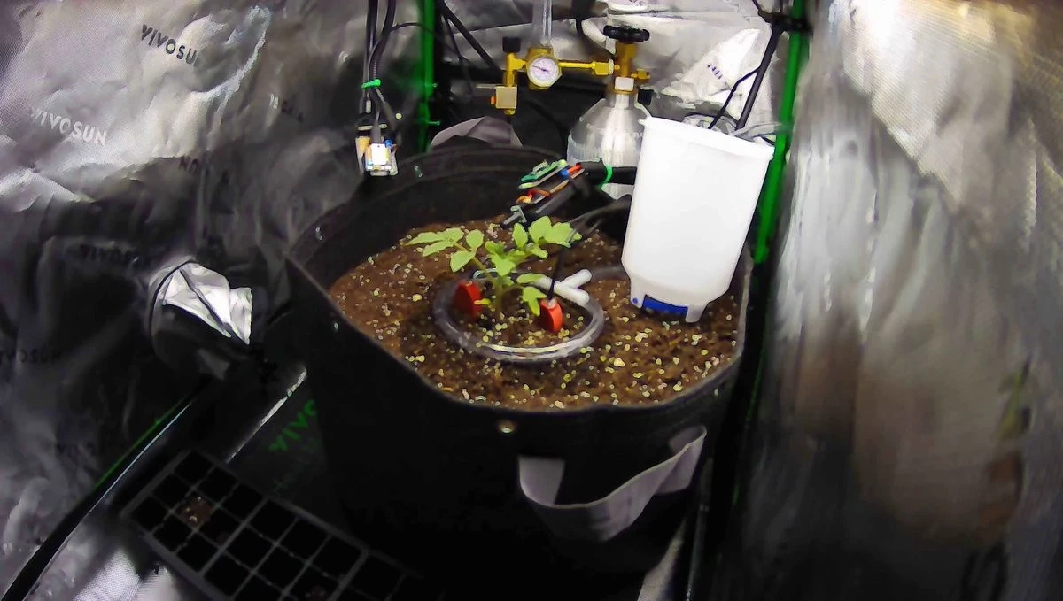 Lập trình viên cho AI trồng cà chua để thử giới hạn thật 