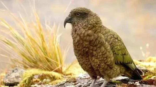 5 loài chim thông minh nhất thế giới khiến con người kinh ngạc