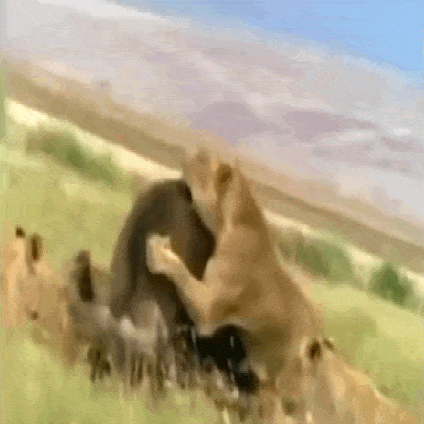 Video: Bị quật ngã, trâu rừng tung cú móc sườn đoạt mạng sư tử