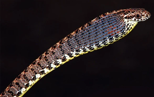 Top loài rắn “tử thần” đẹp mê nhưng cực độc: Việt Nam có nhiều!