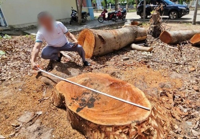Cây xanh trong khuôn viên trụ sở UBND phường Cheo Reo. Ảnh Trần Hoàn chat-cay.jpg