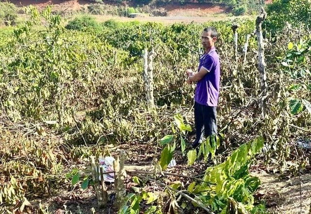 Đặng Văn Thêm (trú xã Hra) bị CA dẫn giải đến vườn cây bị chặt phá. Ảnh ĐVCC pha-hoai-03.jpg