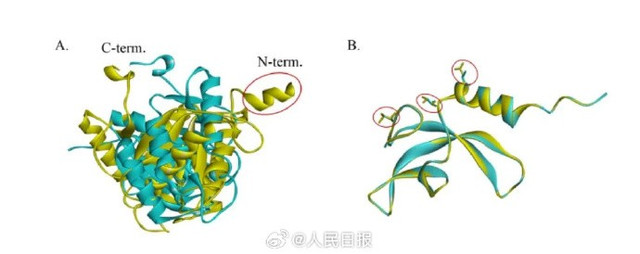Chủng mới được thu thập bởi các phi hành gia trong chương trình nghiên cứu hệ vi sinh vật của trạm không gian CSS. (Ảnh: globaltimes) vi-4.png