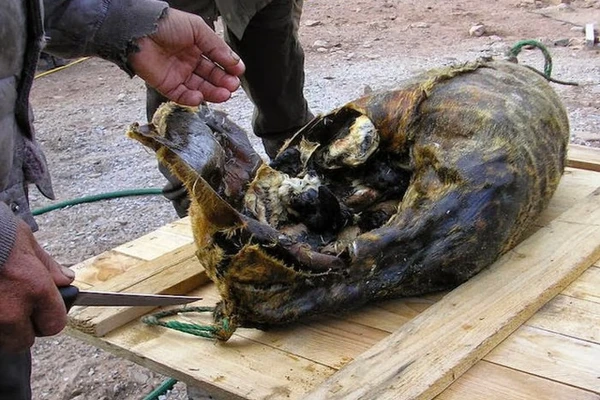 Đặc sản có mùi kinh dị bậc nhất thế giới của người Greenland