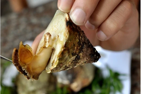 Ốc vú nàng – đặc sản có tên gợi cảm nhưng ngon khó cưỡng