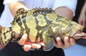 Khánh Hòa làm chủ công nghệ giống cá mú Trân Châu