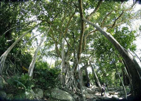 Cây đại thụ ngàn năm tuổi trên bán đảo Sơn Trà quanh năm tỏa bóng, phủ một màu xanh ngắt.