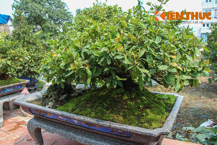 Ngay từ khi cây còn nhỏ, phải dốc sức chăm sóc, cắt tỉa để những gốc mai thô cứng trở thành cây có thế, có hồn.
