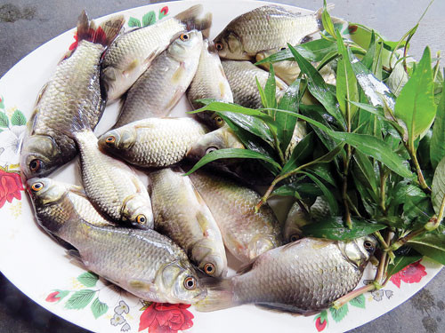 3. Nếu bị đau và chướng bụng, đặc biệt là đau nhiều hơn khi muốn đi đại tiện, bụng khó chịu, ợ hơi nhiều, chán ăn, chậm tiêu... bạn có thể nấu cháo với cá diếc để ăn. Ảnh: TP Tam kỳ.