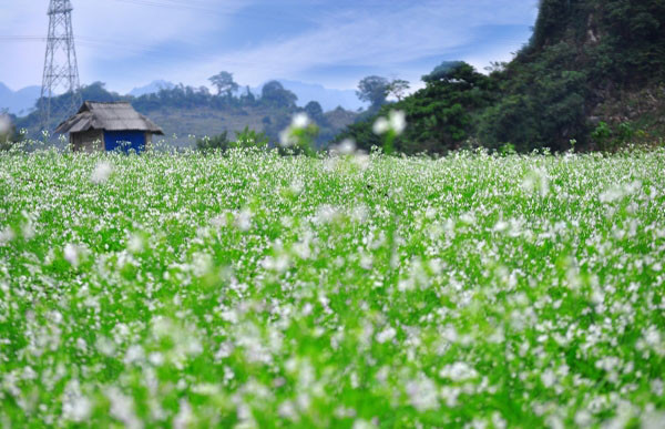 Hoa cải trẳng Mộc Châu: Một trong những nét quyến rũ nhất của du lịch Tây Bắc khi trời đất sang thu đó là sắc trắng của hoa cải trải rộng khắp không gian, tạo nên một khung cảnh thần tiên, lãng mạn.