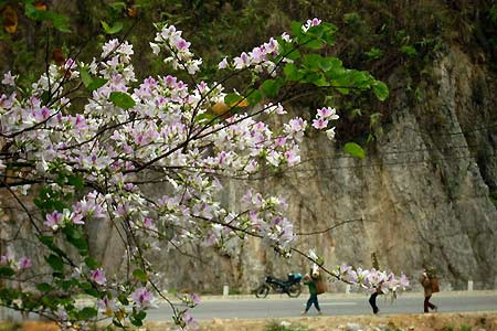 Không chỉ đến để thưởng thức vẻ đẹp của những loài hoa nơi núi rừng mà còn đến để tận hưởng không gian trong lành, tươi mới của mùa xuân và ghi lại khoảnh khắc ấn tượng trong cuộc đời.