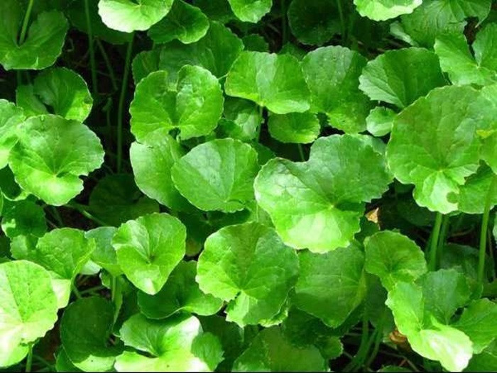 Rau má. Dùng kim ngân hoa, cát căn, bồ công anh, rau má mỗi loại 12g và quả dành dành 8g. Đem các nguyên liệu sắc uống trong ngày. Loại rau này còn có thể dùng để trị táo bón do đại tràng bị nhiệt, hay dùng chữa mụn nhọt, lở ngứa. Ảnh: Baithuocdongy.