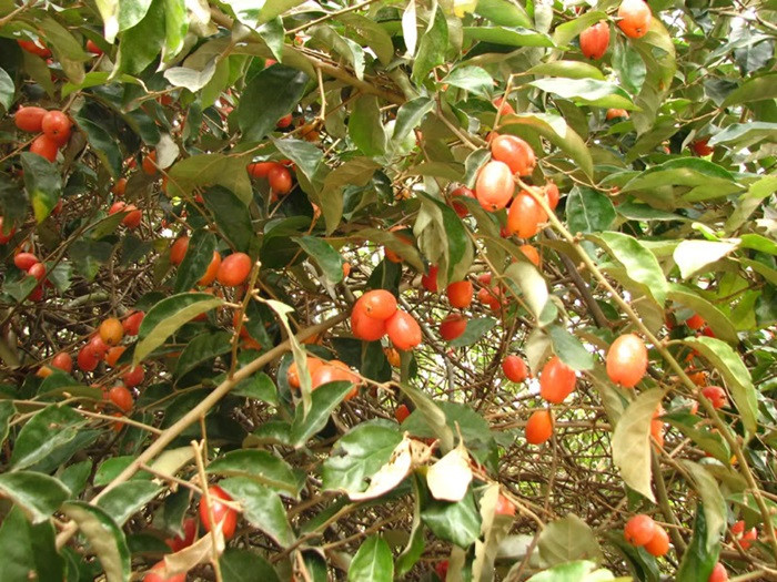 Nhót là một loại cây chứa nhiều dinh dưỡng. Lá nhót chứa tanin, saponosid, polyphenol, quả nhót có vị thơm dùng làm thuốc. Ngoài hạt, rễ, lá của cây nhót cũng có tác dụng chữa bệnh. Có thể tận dụng bất cứ thành phần nào để làm thành bài thuốc từ cây nhót. Ảnh: Blogcaycanh.