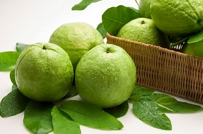 Trước hết, bạn cần chọn nguồn nguyên liệu sạch, không hóa chất. Ổi để ngâm là ổi găng hoặc ổi mỡ, không nên chọn các loại ổi khác để ngâm. Chọn quả chín, sáng màu, không bị dập nhũn, thâm vỏ. Chọn ổi chín mà vẫn chắc tay, da căng sáng bóng thì rượu ngâm sẽ rất ngọt thơm. Ảnh: vietnamnet.vn.