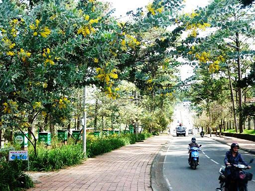 Loài hoa này cũng tượng trưng cho tình yêu thầm kín và vẻ đẹp khiêm nhường, biểu trưng cho những tình cảm chân thành và sự cảm thông. Ảnh: Dalat.com.