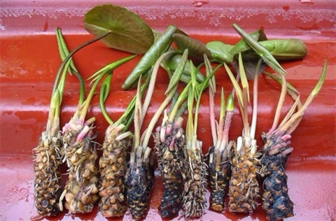 Bồi bổ khí lực, tăng sức khỏe: Củ súng, củ mài (hoài sơn), hạt sen, vừng đen, đậu đen, mỗi thứ tùy vị từ 100g - 200g, gạo 1/2 bát. Cách chế biến: Củ súng rửa sạch, thái lát; củ mài rửa sạch, gọt vỏ, ngâm nước 2 giờ, đồ lên, thái lát; hạt sen bóc vỏ và bỏ tâm sen; vừng đen sao thơm; đậu đen rửa sạch. Ảnh: baithuoc.vn.