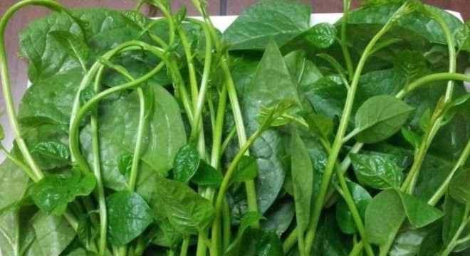 Rau mồng tơi. Khi chọn rau mồng tơi bạn nên lưu ý chọn những mớ rau sạch có lá hơi mỏng hơn, lá nhỏ, xanh nhưng không mỡ màng, thi thoảng có đốm sâu. Rau mồng tơi bị phun thuốc có ngọn vươn dài, non xanh nhưng màu xanh không tự nhiên. Rau bị ngậm hóa chất, các mẹ sẽ thấy màu xanh của lá rau sẽ có màu xanh nhạt, hơi vàng như bị thiếu ánh sáng.