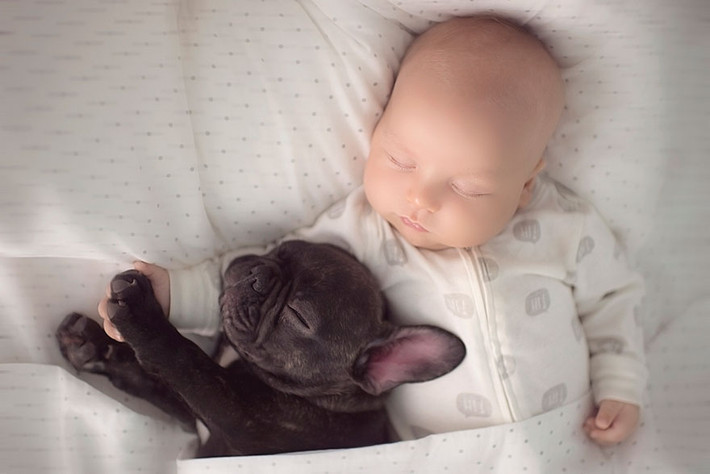 Chú cún Pull Farley kiên nhẫn chơi với cậu bé và luôn cố gắng thở nhẹ nhất khi cả 2 cùng ngủ trưa.