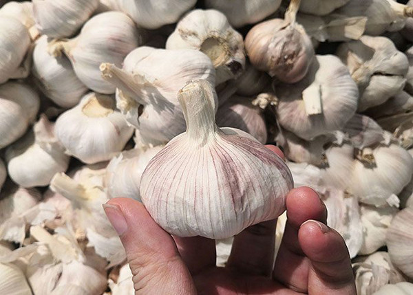Tỏi quá mềm. Khi mua tỏi, chị em không nên chỉ nhìn vẻ bề ngoài. Lúc này, bạn nên dùng tay sờ vào tỏi để cảm nhận. Những củ tỏi mềm tuyệt đối không nên mua bởi chúng dễ bị mốc, thối hỏng.
