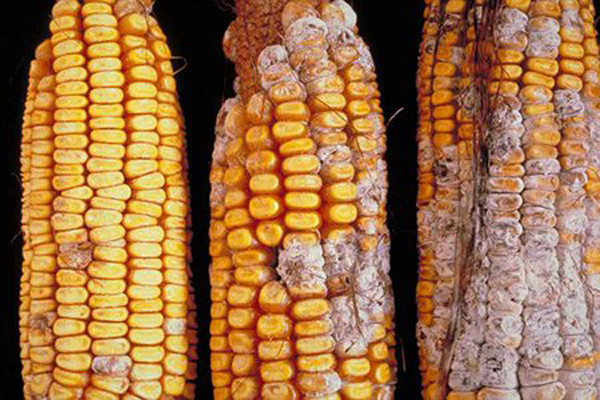 Theo tài liệu nghiên cứu của Cục Dược phẩm và Thực phẩm (FDA) Hoa Kỳ, nấm mốc aflatoxin hoạt động rất bền bỉ với nhiệt. Ngay cả khi chế biến ở nhiệt độ rất cao thì độc tố của chúng cũng không bị phá hủy hoàn toàn.
