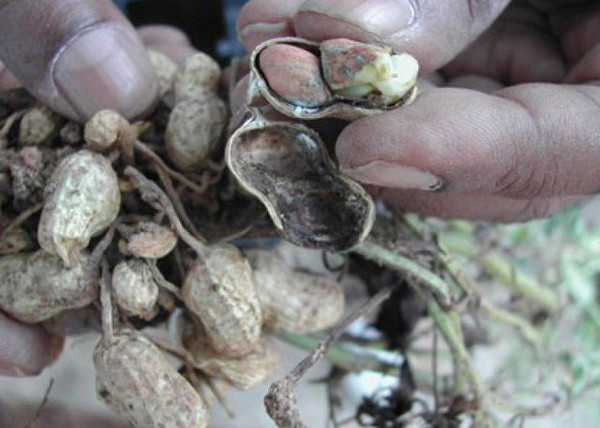 Độc tố aflatoxin có thể gây tổn thương gan, viêm gan, xơ gan, hoại tử gan và các biểu hiện lâm sàng khác như đau bụng, chán ăn, buồn nôn. Trường hợp nặng bệnh nhân có thể bị phù, hôn mê, thậm chí co giật và tử vong. Nó là nguyên nhân chủ yếu gây ra ung thư gan ở động vật, tăng nguy cơ ung thư dạ dày, trực tràng, vú, buồng trứng và ruột non.