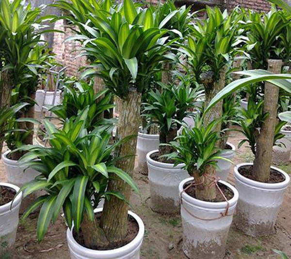 Cụ thể, trồng thiết mộc lan trong nhà giúp thu hút tài lộc, may mắn và tiền bạc. Tùy vào số lượng cành trên thân, thiết mộc lan sẽ mang tới những ý nghĩa khác nhau. Chẳng hạn, thiết mộc lan 2 cành mang tới tình cảm thuận lợi, vạn sự như ý; 3 cành biểu tượng của hạnh phúc; 5 cành biểu tượng sức khỏe dồi dào; 8 cành biểu tượng phát tài phát lộc; 9 cành biểu tượng thời vận tốt, tài lộc dồi dào, hạnh phúc viên mãn...