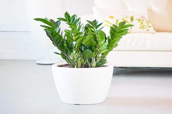 Kim tiền là loại cây ưa chua. Để cây xanh tốt quanh năm, bạn chú ý tưới sunfat sắt, đạm, lân và kali định kỳ 1 tháng/lần.