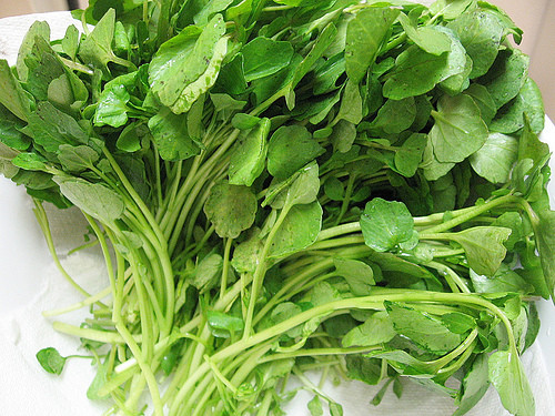 Cải xoong là một thực phẩm tuyệt vời cho các bệnh nhân ung thư phổi. Cải xoong có chứa một hóa chất hoạt tính sinh học gọi là PEITC, có lợi cho bệnh ung thư phổi do thuốc lá gây ra. Cải xoong cũng có hàm lượng vitamin C cao, giúp thúc đẩy một hệ thống miễn dịch mạnh mẽ. Ảnh: tritannhang