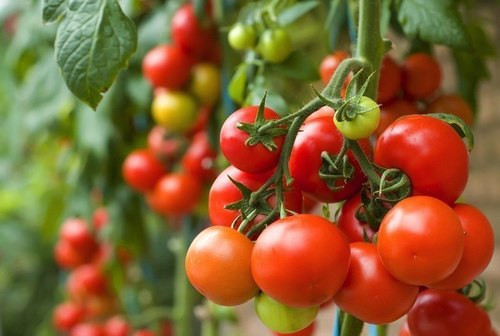 Cà chua giàu chất lycopene, một chất chống ôxy hóa mạnh. Cchất lycopene có tác dụng làm giảm nguy cơ ung thư phổi và ung thư dạ dày. Ảnh: media
