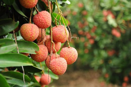 Ăn quả vải ở cây phía đông. Người thích ăn vải ngọt thường vặt quả vải ở phía tây. Tuy nhiên, vải “chín nhờ nắng phía tây” bổ nhưng mà nóng. Những người sợ sinh hỏa sẽ thường ăn vải ở phía đông. Quả vải “chín nhờ nắng phía đông” không ngọt sắc nhưng không nóng. Ảnh: vtc