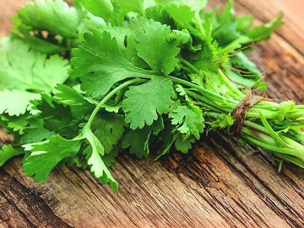 Ngoài giúp món ăn thêm thơm ngon, rau mùi còn có hàm lượng vitamin C nổi bật. Ước tính, 100g rau mùi chứa tới 48mg vitamin C – gấp 5 lần so với dưa chuột.