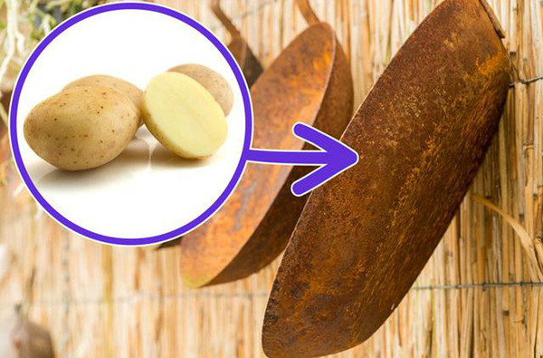 Trường hợp chảo bị rỉ sét, chị em nên rắc một lớp muối mỏng lên bề mặt củ khoai tây cắt đôi. Tiếp tục, chà nhẹ lên những chỗ xuất hiện rỉ sét rồi rửa sạch với nước.