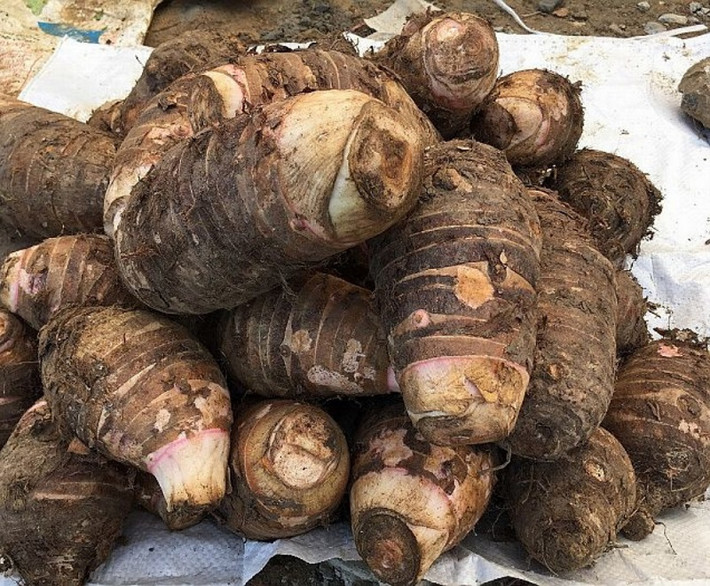 Khoai sọ mán là một loại khoai rất dẻo và thơm do người Dao trồng trọt. Khoai sọ mán thường được mang đi nấu với xương sườn hay canh móng giò.