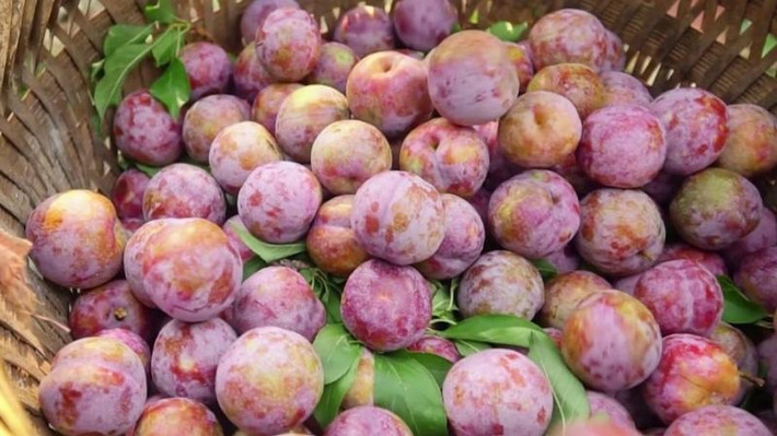 Khác với táo Mèo, mận ở Mộc Châu lại bắt đầu nặng trĩu quả vào những tháng 5,6. Mận Mộc Châu có kích thước lớn, hương vị chua chua ngọt ngọt chấm cùng muối ăn vô cùng bắt miệng.