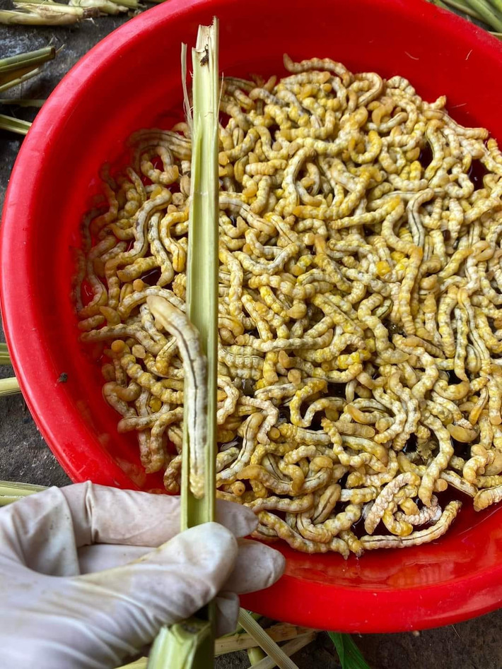 Sâu chít không chỉ là một món ăn đặc sản mà còn là một phần văn hóa độc đáo của vùng núi Tây Bắc. Nếu có cơ hội, du khách hãy thử một lần thưởng thức món ăn này để khám phá những điều thú vị trong ẩm thực Việt Nam. Ảnh: Anna Thúy