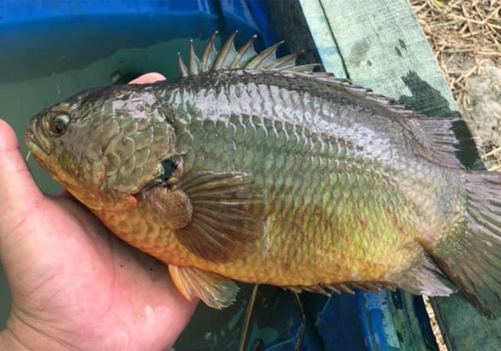 Loài cá này có phần đầu hơi vuông thay vì tròn so với loại thông thường, có chấm đen ở mang và ở phần đuôi cá. Ảnh: Phunutoday