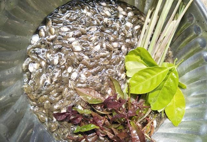 Nòng nọc là ấu trùng của ếch, nhái, cóc. Với nhiều người mới nghe thôi đã “nổi gai ốc”, nhưng đối với người dân vùng cao huyện Ba Tơ, Quảng Ngãi nó là món đặc sản.