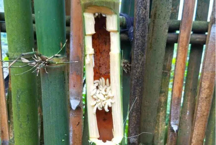 Sâu tre sống trong thân cây tre, là đặc sản ở A Lưới, Thừa Thiên - Huế. Ảnh: Sức khoẻ và Đời sống