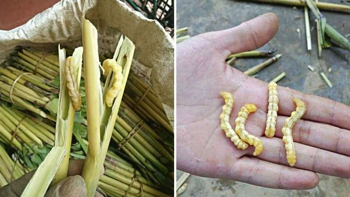 Sâu chít sống trong thân cây chít, thường xuất hiện vào mùa mưa. Sâu chít có kích thước lớn hơn sâu muồng và có vị ngọt đậm đà. Ảnh: Bách hoá Xanh