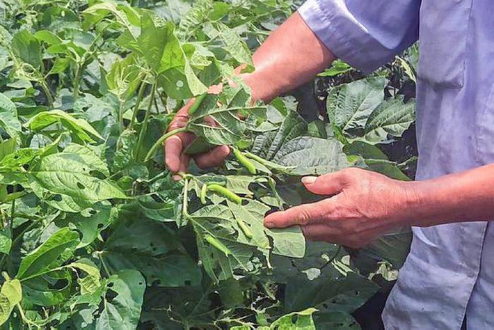Hình ảnh những con sâu xanh béo núc bò lổm ngổm trên lá cây có thể khiến nhiều người sởn gai ốc. Tuy nhiên, ở một số vùng quê của Trung Quốc, loài sâu này lại trở thành đặc sản khi chúng được chế biến thành nhiều món ăn ngon. Ảnh: Sohu