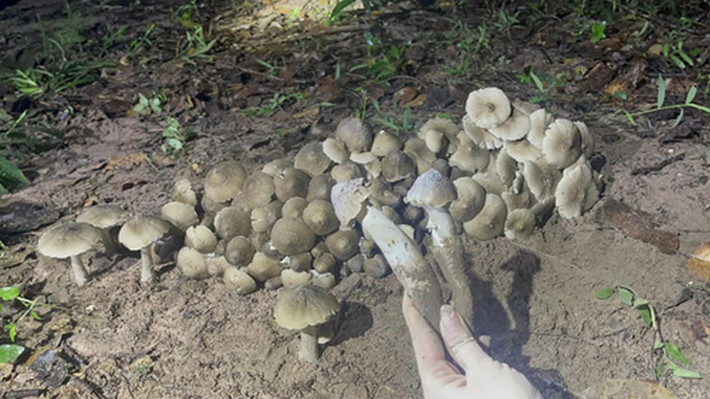 Nấm mối, một loại nấm đặc sản nổi tiếng được ví như "lộc trời" của núi rừng Tây Nguyên và một số khu vực miền Nam Việt Nam.