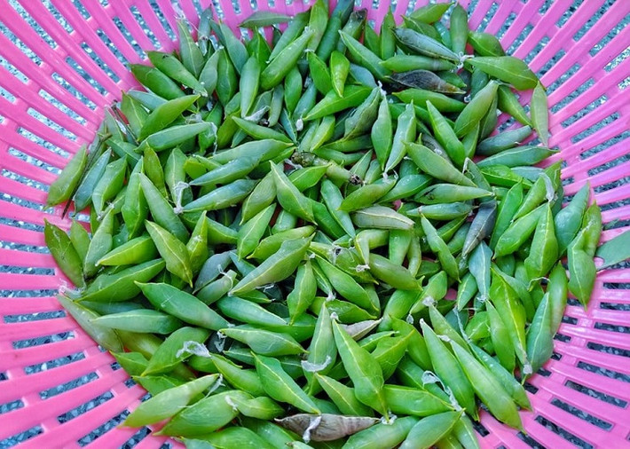 Nhộng sâu muồng là ấu trùng của loài sâu ăn lá muồng, một loại cây phổ biến ở vùng cao nguyên. Những con sâu này thường xuất hiện vào mùa mưa, khi cây muồng xanh tốt.