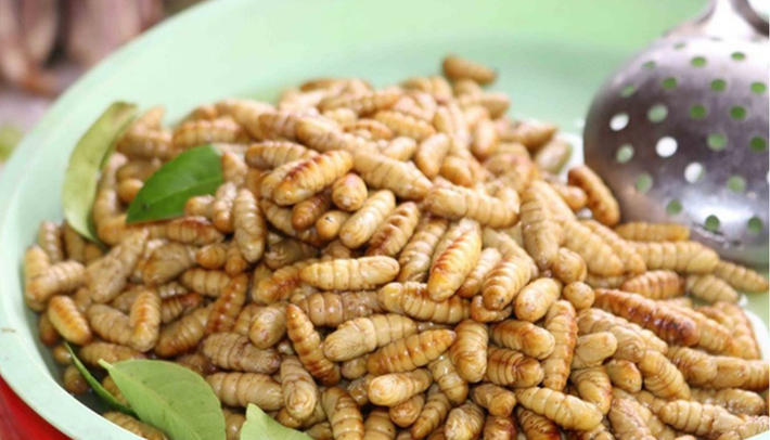 Ngoài công dụng để làm tơ lụa, nhộng tằm còn trở thành một đặc sản nổi tiếng của Việt Nam và được đông đảo người nước ngoài biết đến nhất.