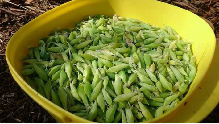 Nhộng sầu muồng là đặc sản của Tây Nguyên. Loài sâu này sinh sống trên cây muồng, có màu xanh giống lá cây muồng.